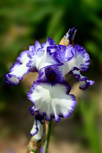 Kleurrijke Iris Zomertuin — Stockfoto