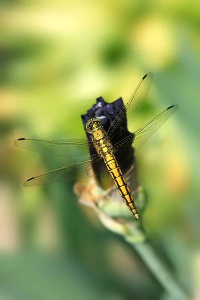 Dragonfly Sitting Purple Flower — Stock Photo, Image