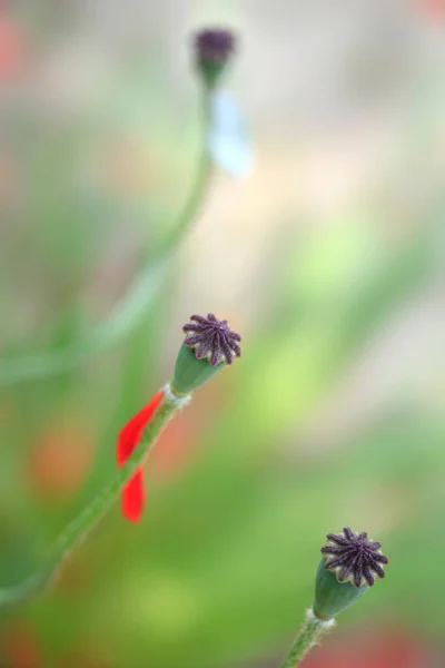Fleurs Été Colorées Dans Jardin — Photo