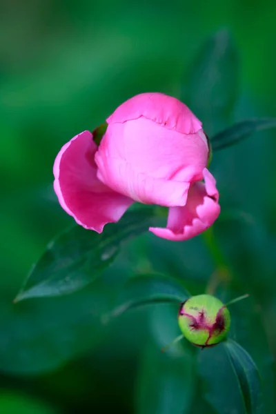 Flores Coloridas Verão Jardim — Fotografia de Stock
