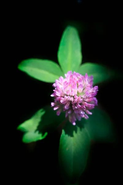 Kleurrijke Zomerbloemen Tuin — Stockfoto