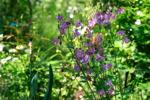 Kolorowe Kwiaty Ogrodzie Letnim — Zdjęcie stockowe