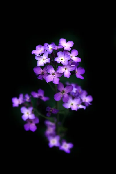 Flores Coloridas Jardim Verão — Fotografia de Stock