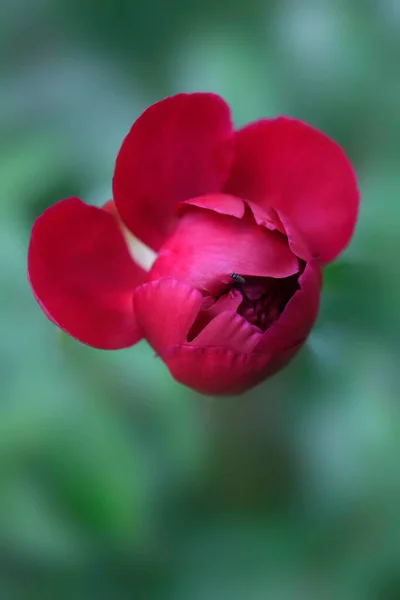 Fleurs Colorées Dans Jardin Été — Photo