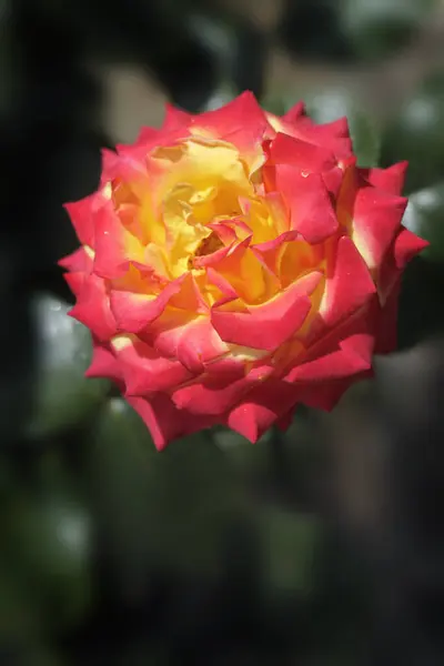 Värikkäitä Ruusuja Kesäpuutarhassa — kuvapankkivalokuva