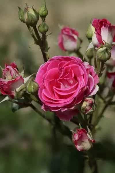 夏日花园多彩的玫瑰 — 图库照片