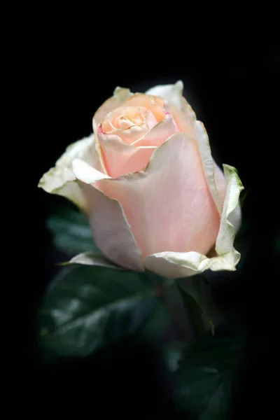 Красочные Розы Летнем Саду — стоковое фото