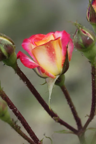 Πολύχρωμα Τριαντάφυλλα Στον Καλοκαιρινό Κήπο — Φωτογραφία Αρχείου