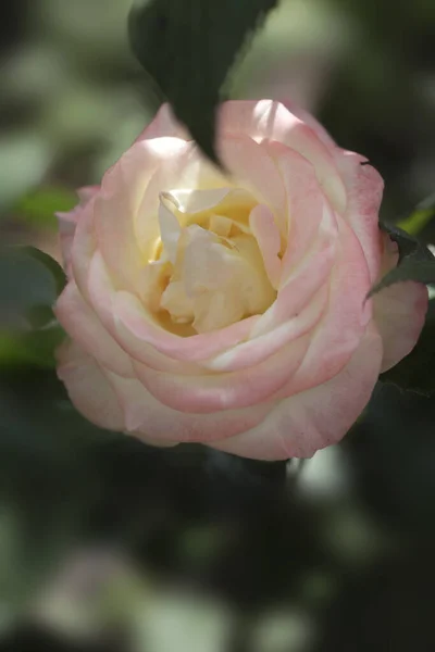 ดอกก หลาบส นสดใสในสวนฤด — ภาพถ่ายสต็อก