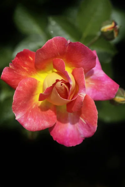 Colorful Roses Summer Garden — Stock Photo, Image