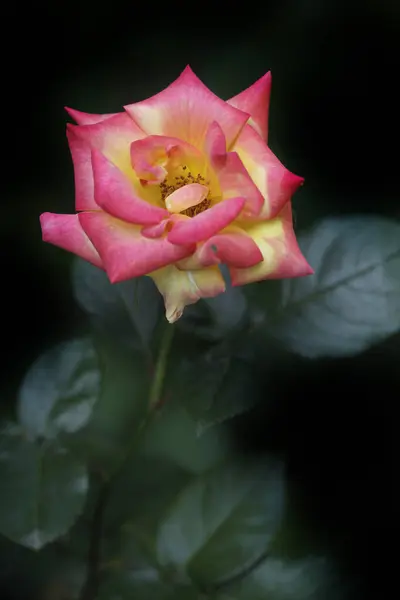 夏の庭でカラフルなバラ — ストック写真