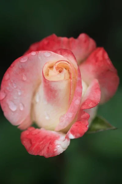 Барвиста Квітка Літньому Саду — стокове фото