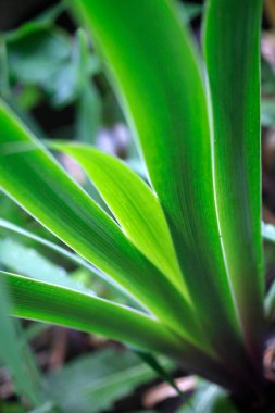 Yağmur damlaları iyon yaz bitkileri