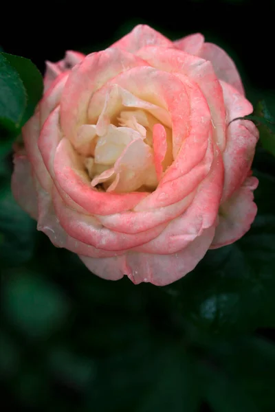 Värikkäitä Ruusuja Luonnon Taustalla — kuvapankkivalokuva