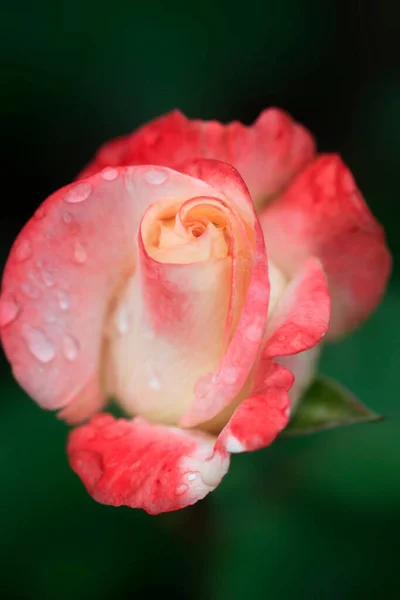 Барвисті Троянди Фоні Природи — стокове фото