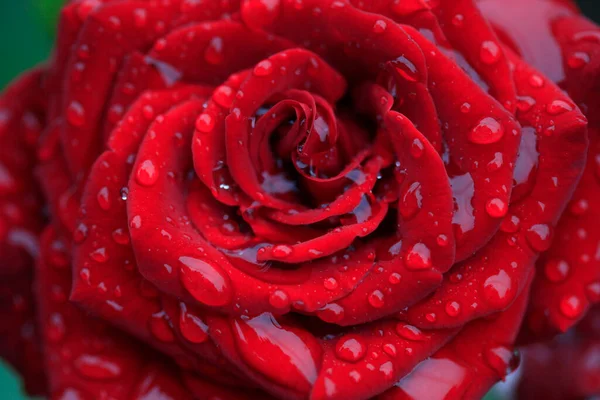 Roses Colorées Sur Fond Nature — Photo