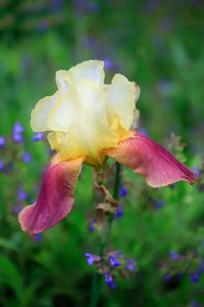Coloridas Flores Verano Fondo Naturaleza —  Fotos de Stock