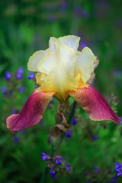 Bunte Sommerblumen Auf Naturhintergrund — Stockfoto