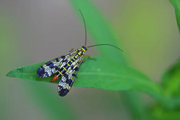 緑の葉に座ってカラフルな昆虫 — ストック写真