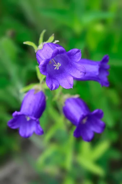 Doğa Arka Planında Renkli Yaz Çiçekleri — Stok fotoğraf