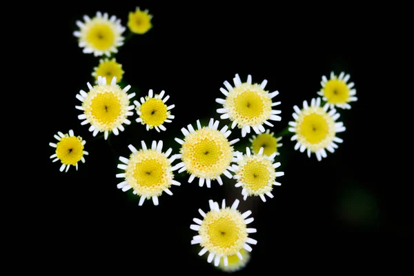ดอกไม อนท นบนพ นหล งธรรมชาต — ภาพถ่ายสต็อก