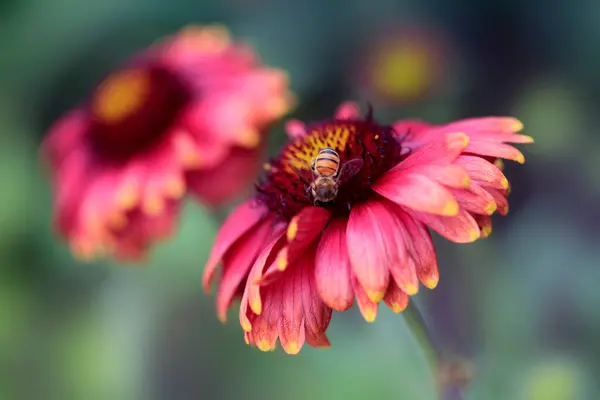 五彩缤纷的夏日花朵映衬着大自然 — 图库照片
