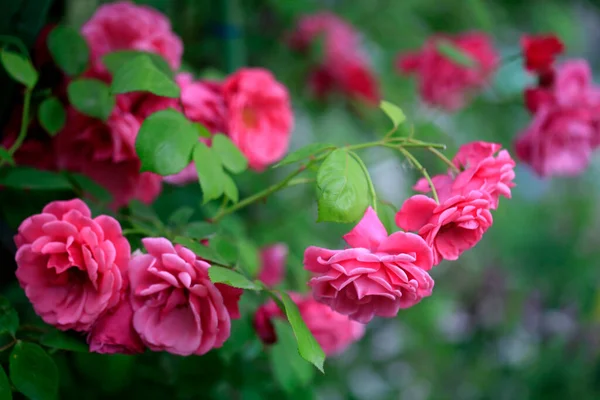 Flores Coloridas Verão Fundo Natureza — Fotografia de Stock