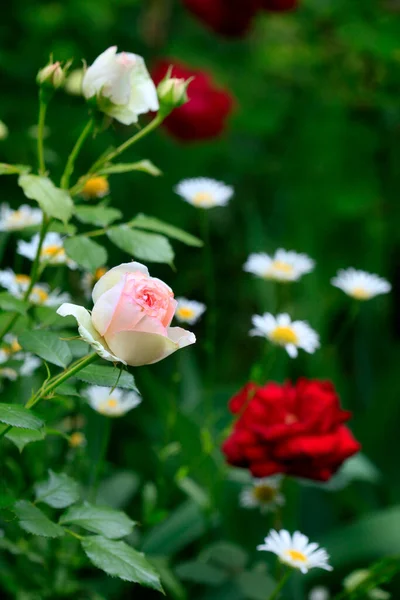 Barevné Letní Květiny Pozadí Přírody — Stock fotografie