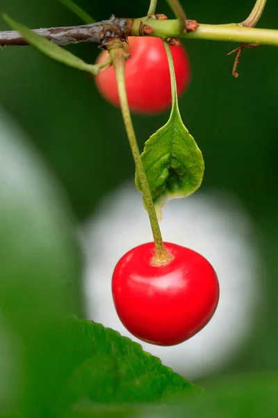 Röda Körsbär Sommarträdet — Stockfoto