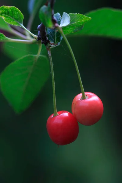Cereja Vermelha Árvore Verão — Fotografia de Stock