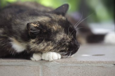 Şirin Gri kedi portresi