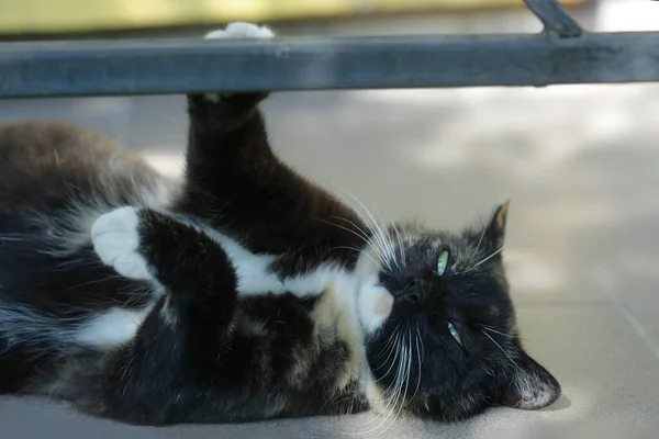 Retrato Gato Cinza Bonito — Fotografia de Stock