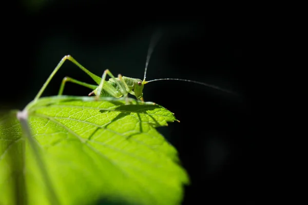 Cute Grasshopper Sitting Plant — 스톡 사진