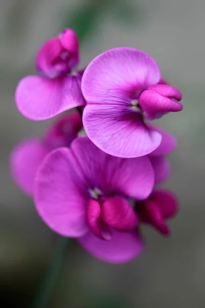 Barevné Květiny Letní Zahradě — Stock fotografie