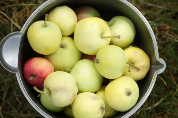 stock image Summer apples in grey pot