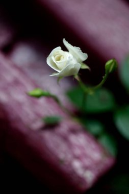 Yaz bahçesinde renkli çiçekler