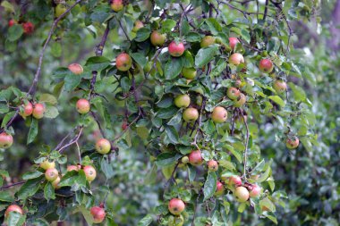 elma ağacı yaz bahçesinde