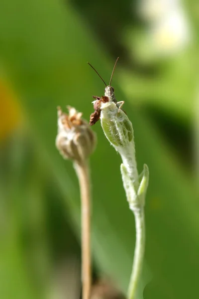 Grasshopper Sentado Sobre Hoja Verde —  Fotos de Stock