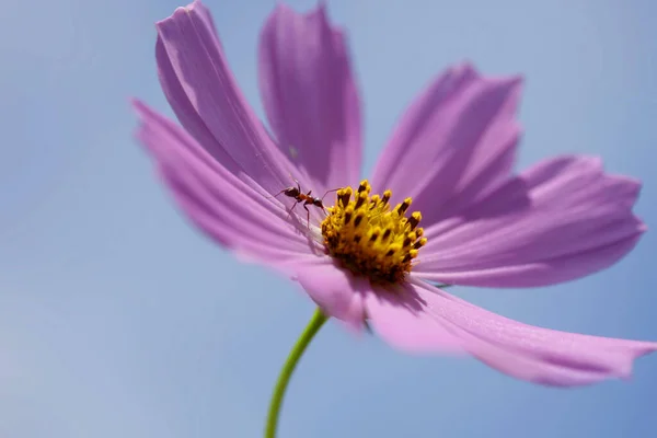 ดอกไม นในสวนฤด — ภาพถ่ายสต็อก