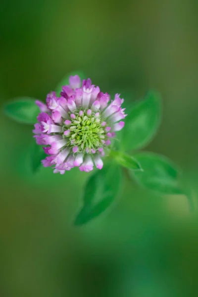 Барвисті Квіти Літньому Саду — стокове фото