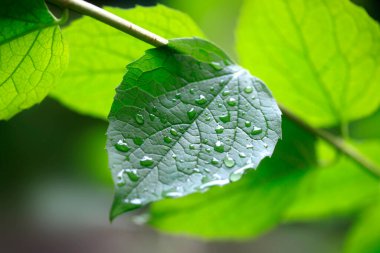 Yaz bahçesinde renkli bitkiler