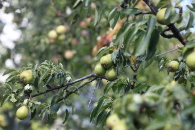 Armut ağacındaki yeşil armutlar