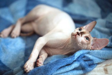 Şirin sfenks kedisinin portresi