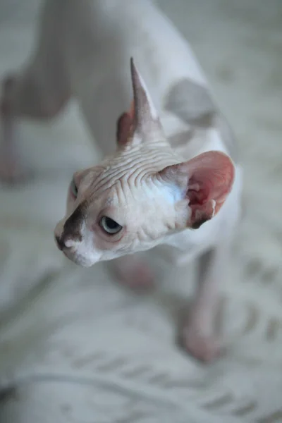 Portrét Roztomilé Sfingy Kočka — Stock fotografie