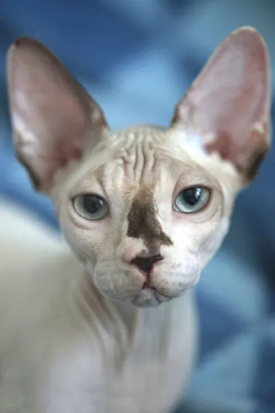 かわいいスフィンクス猫の肖像画 — ストック写真