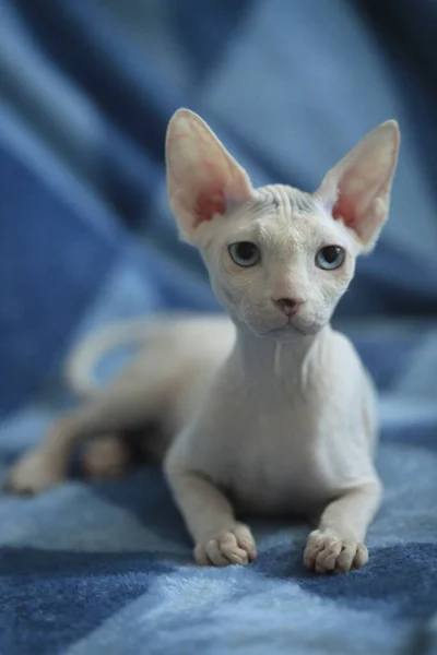 Retrato Gato Esfinge Lindo —  Fotos de Stock