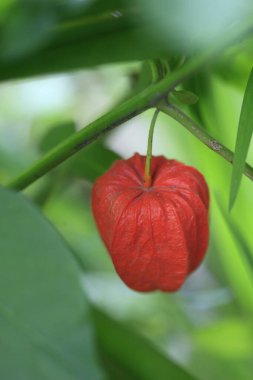 Colorful summer plants in garden