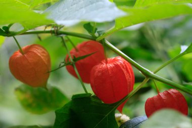 Colorful summer plants in garden
