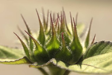 Bahçedeki renkli yaz bitkileri