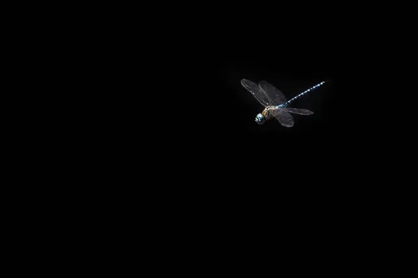 湖の上を飛んでいる青いドラゴンフライ — ストック写真